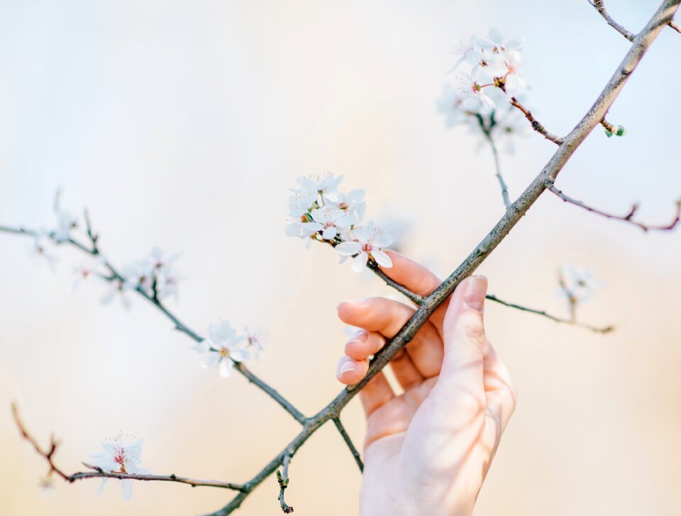 Branches white petals