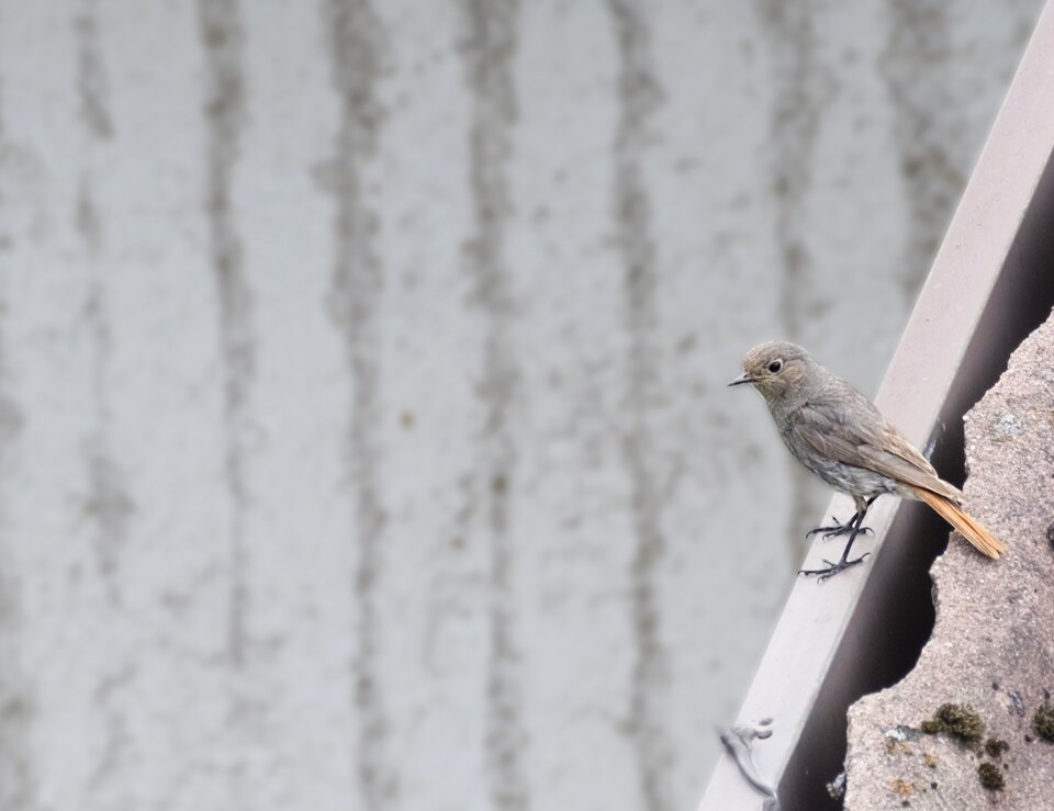 Bird black redstart mountain