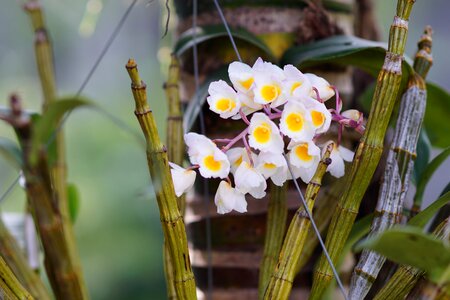 Orchids flower nice