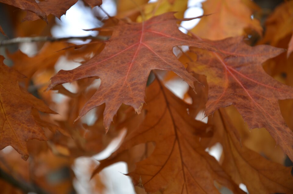 Nature dried leaves autumn