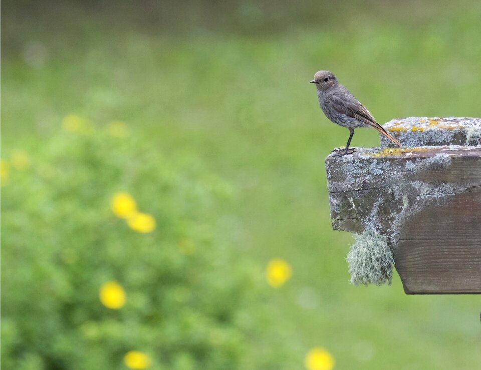 Bird black redstart mountain photo