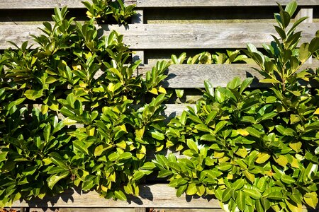 Shrub overgrown fence foliage