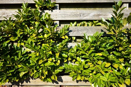 Shrub overgrown fence foliage photo