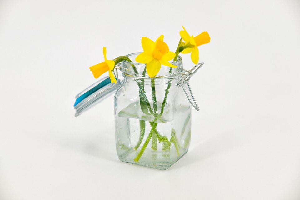Amaryllidaceae narcissus vase
