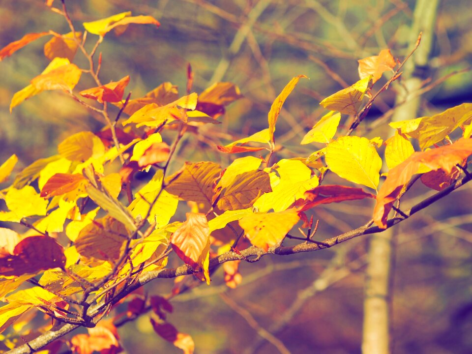 Autumn landscape leaves autumn leaves photo