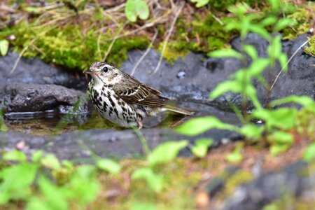 Outdoors bird mt fuji