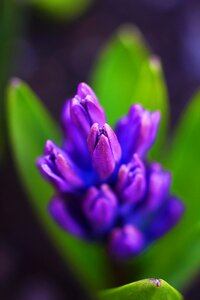 Garden leaf easter
