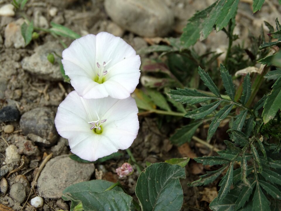White flower white flowers plant