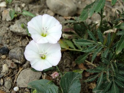 White flower white flowers plant