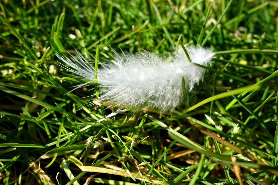 Bird white down white feather