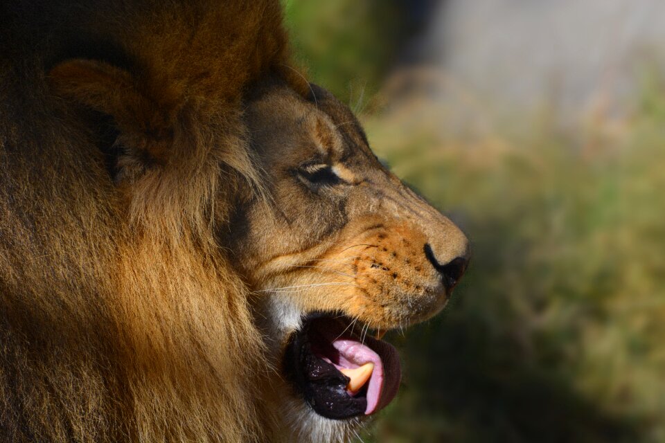 Portrait lion brown lion