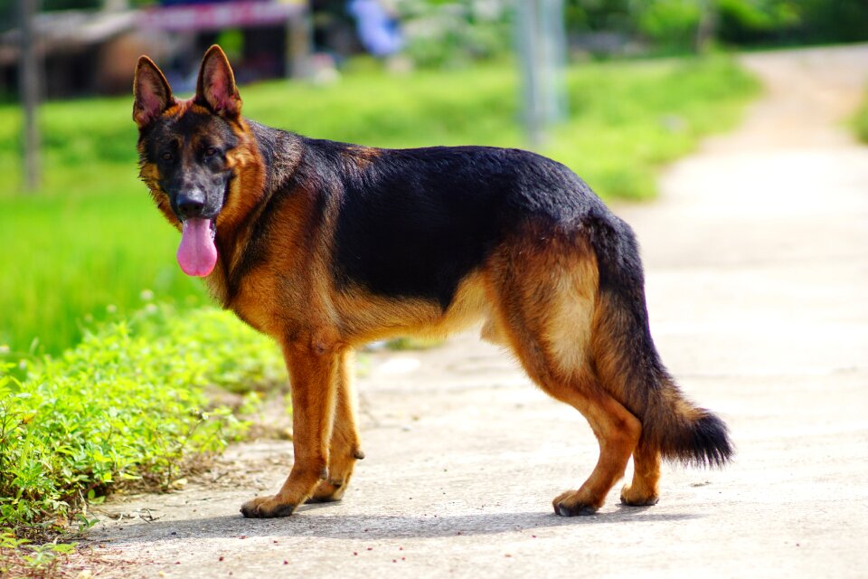 Dog pham hoang berlin