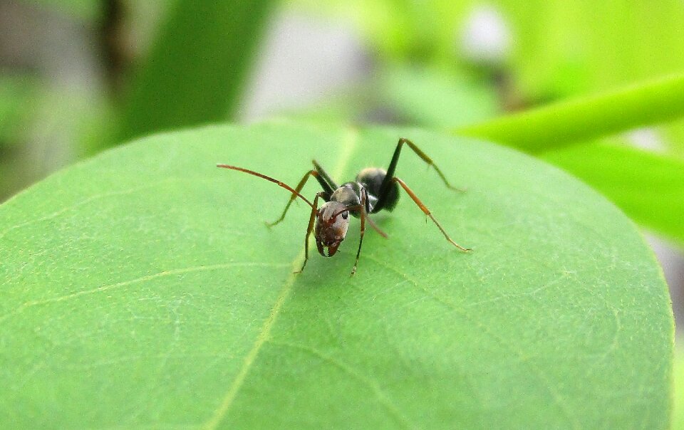 Closeup nature insect
