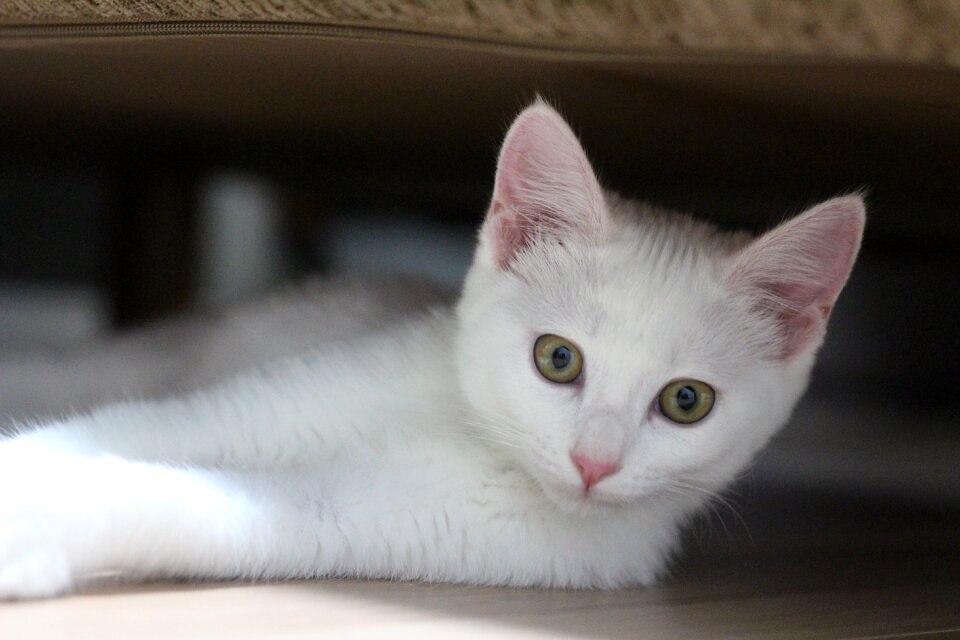 Mammal portrait kitten
