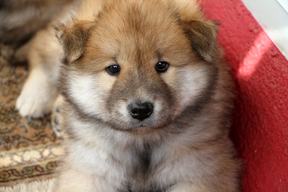 Cute pet purebred dog