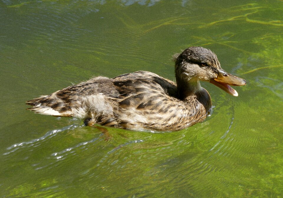 Female duck bird bird