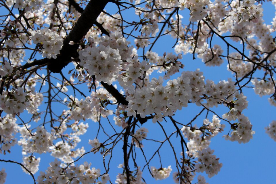 Flowers seasonal spring