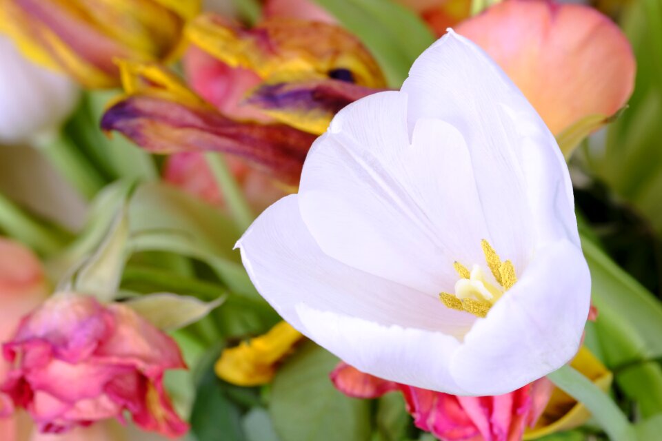 Schnittblume spring easter