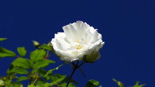 White wedding white roses