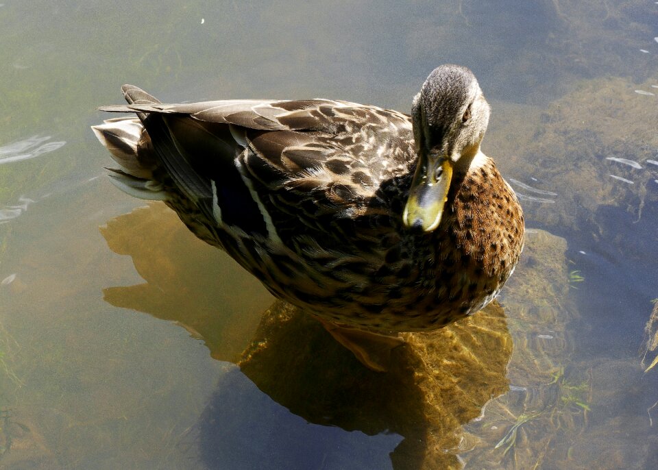 Female duck bird bird