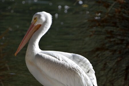 Pelican wildlife nature