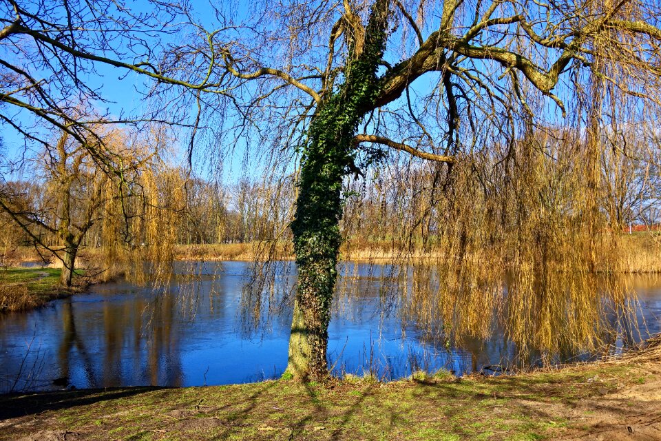 Bare tree winter tree lake