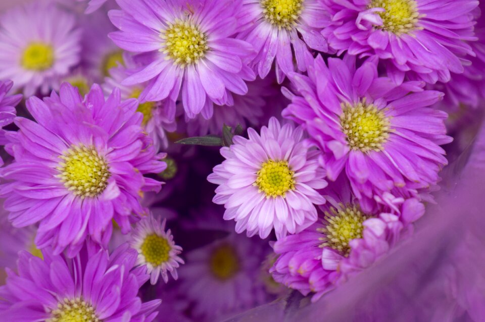 Background natural flowering shrubs