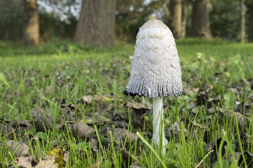 Porcelain comatus tintenpilz mushroom