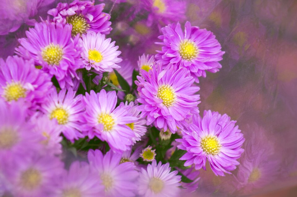Background natural flowering shrubs