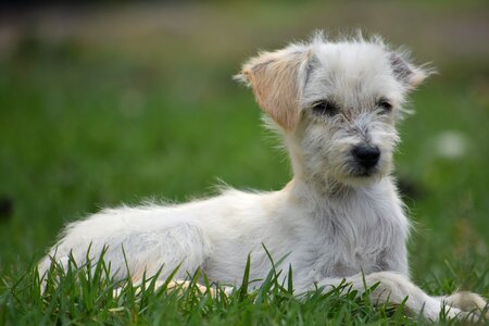 Pet lawn puppy photo