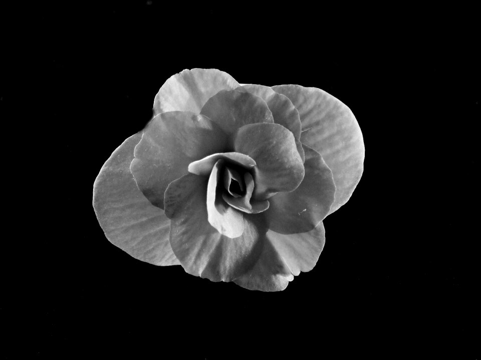 Begonia black white