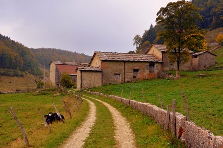 Borgo houses cow