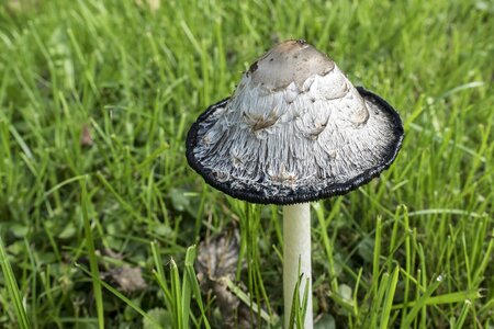 Porcelain comatus tintenpilz mushroom