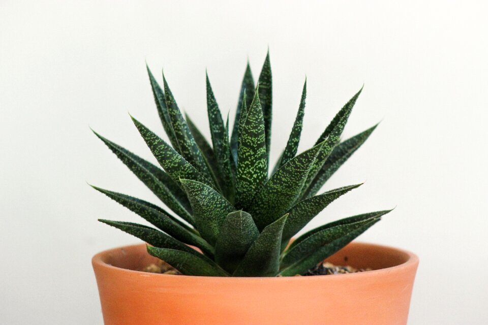 Flora spine closeup