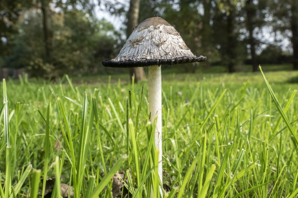 Porcelain comatus tintenpilz mushroom