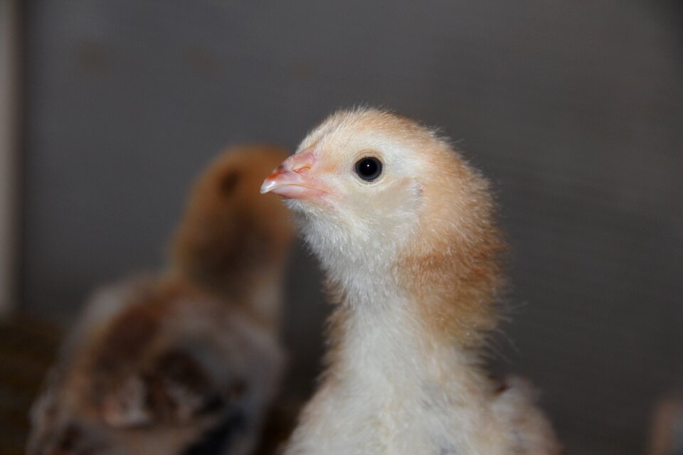 Chickens birds pets