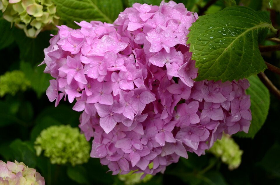 Flowers pink closeup