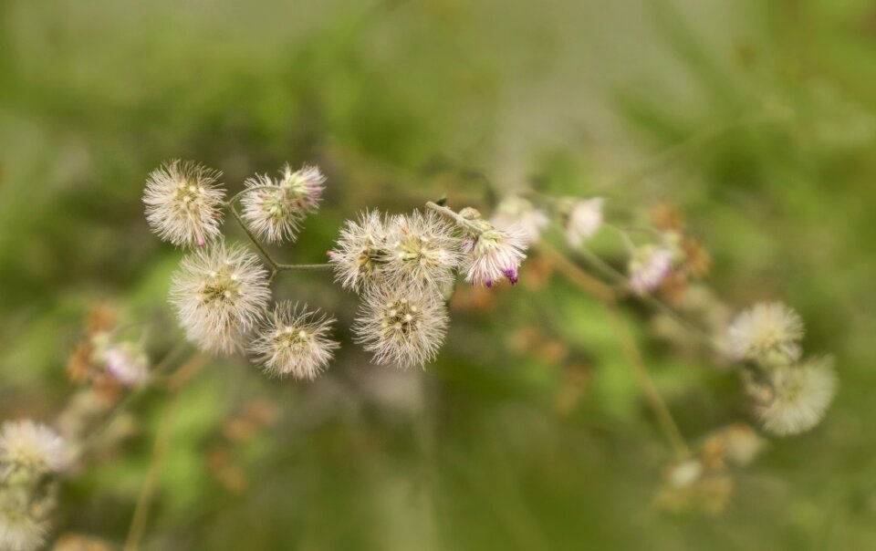 Natural flowering shrubs flowers
