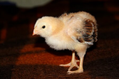 Chickens birds pets