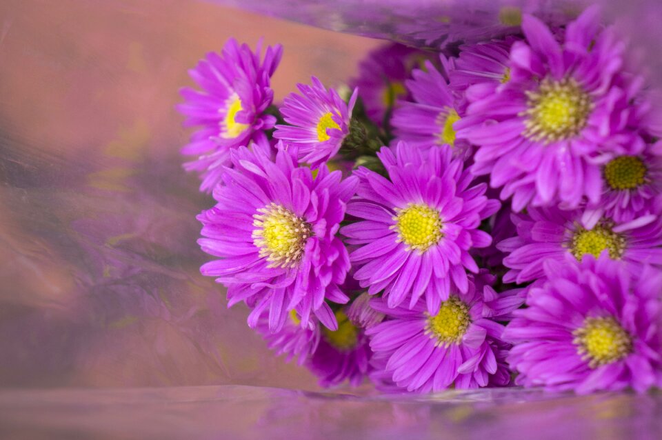 Background natural flowering shrubs