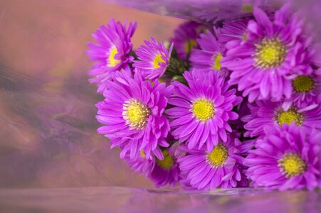 Background natural flowering shrubs