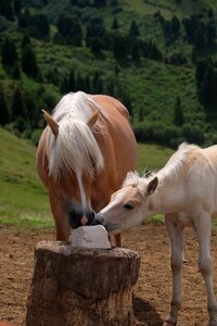 Horses avellino mountain
