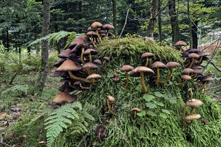 Forest tree log photo