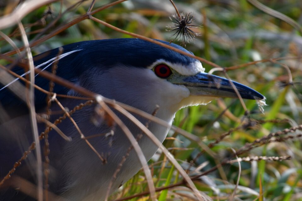 Animal beak heron