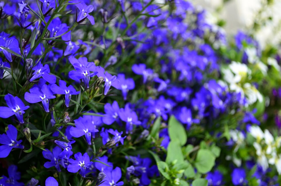 Blue flower bloom flower