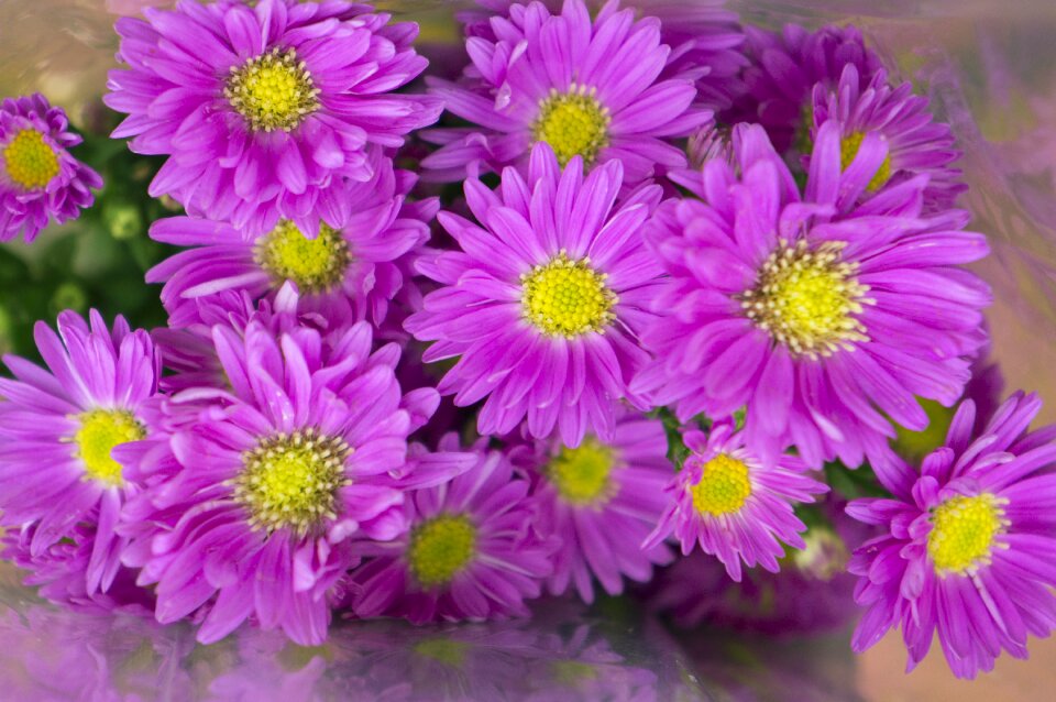 Heather pink purple petal