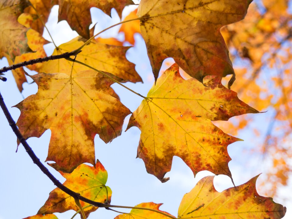 Autumn nature outdoors