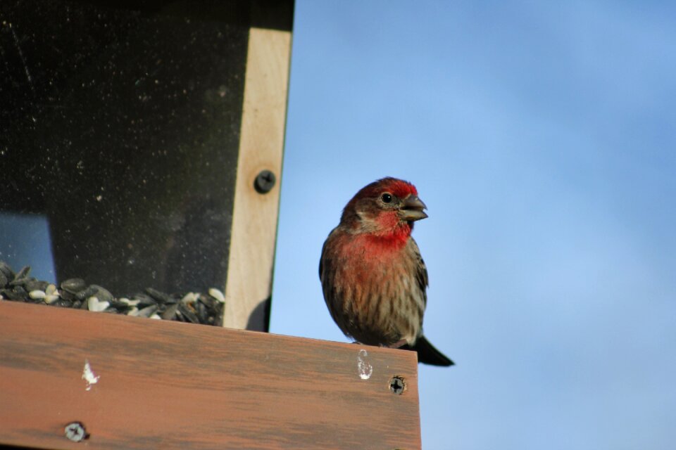 Wildlife house finch male house finch