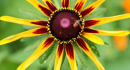 Bright beneficial insects wild flower