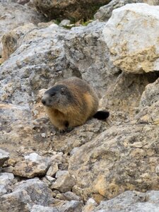 At the court of wild a marmot